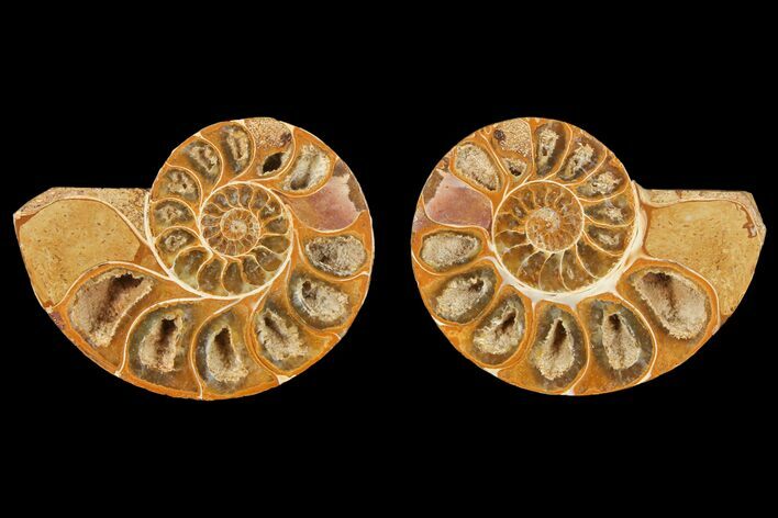 Cut & Polished Agatized Ammonite Fossil (Pair)- Jurassic #131619